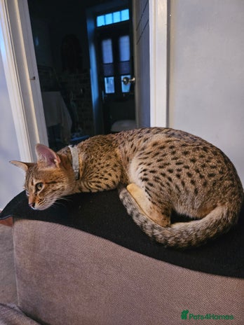 Savannah cats - Advert 7
