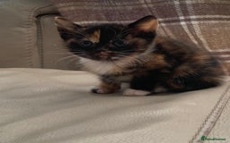 Domestic Shorthair cats for sale: 5 kittens looking for homes :)  - Image 3