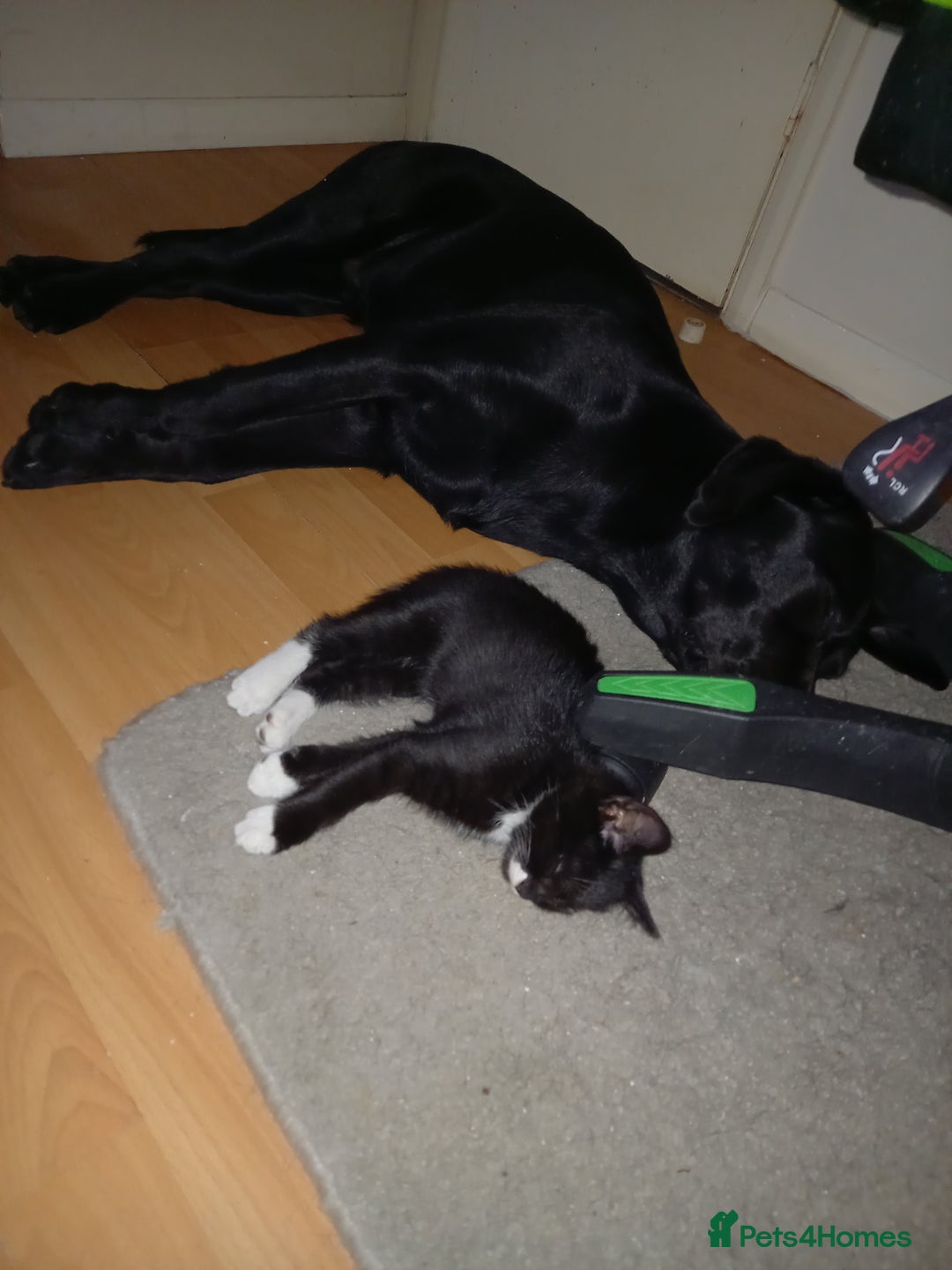 Mixed Breed cats for sale: 4 Beautiful Kittens - Image 8