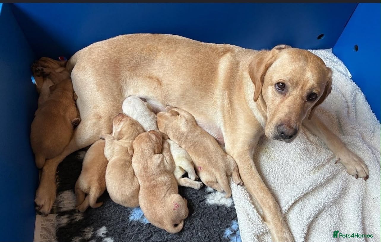 Labrador Retriever dogs 6 Labrador puppies  - Advert 18
