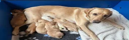 Labrador Retriever dogs for sale: 6 Labrador puppies  - Advert 1