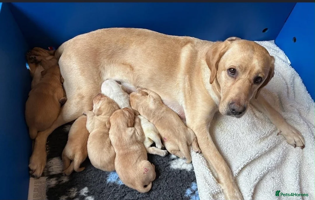Labrador Retriever dogs for sale: 6 Labrador puppies  - Advert 1