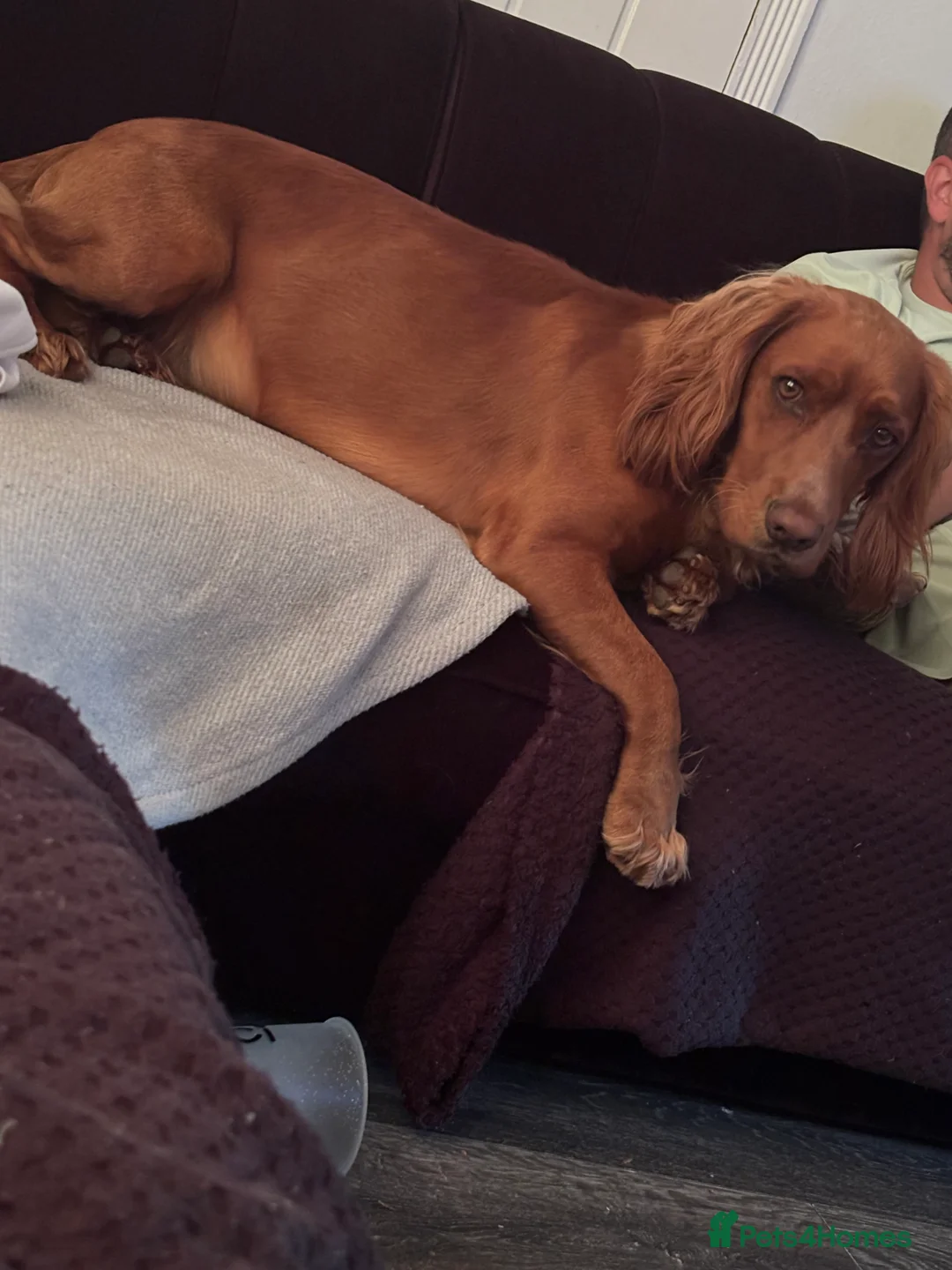 Cocker Spaniel dogs for sale: Juke  - Advert 22