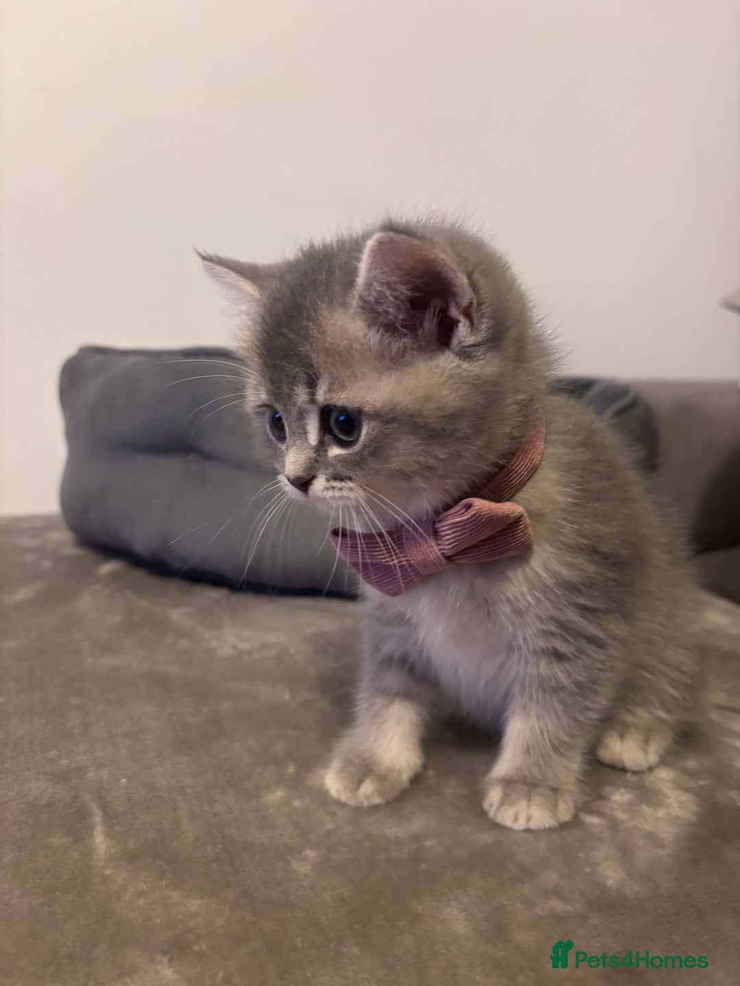 British Shorthair cats for sale: 4 British shorthair kittens available  - Advert 13