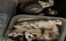 British Shorthair cats for sale: Kitten - Image 3