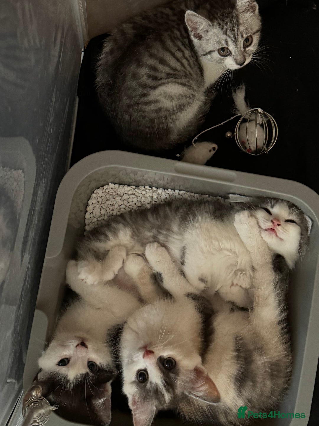 British Shorthair cats for sale: Kitten - Image 3