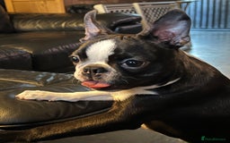 Boston Terrier dogs for sale: Female Boston Terrier - Image 11