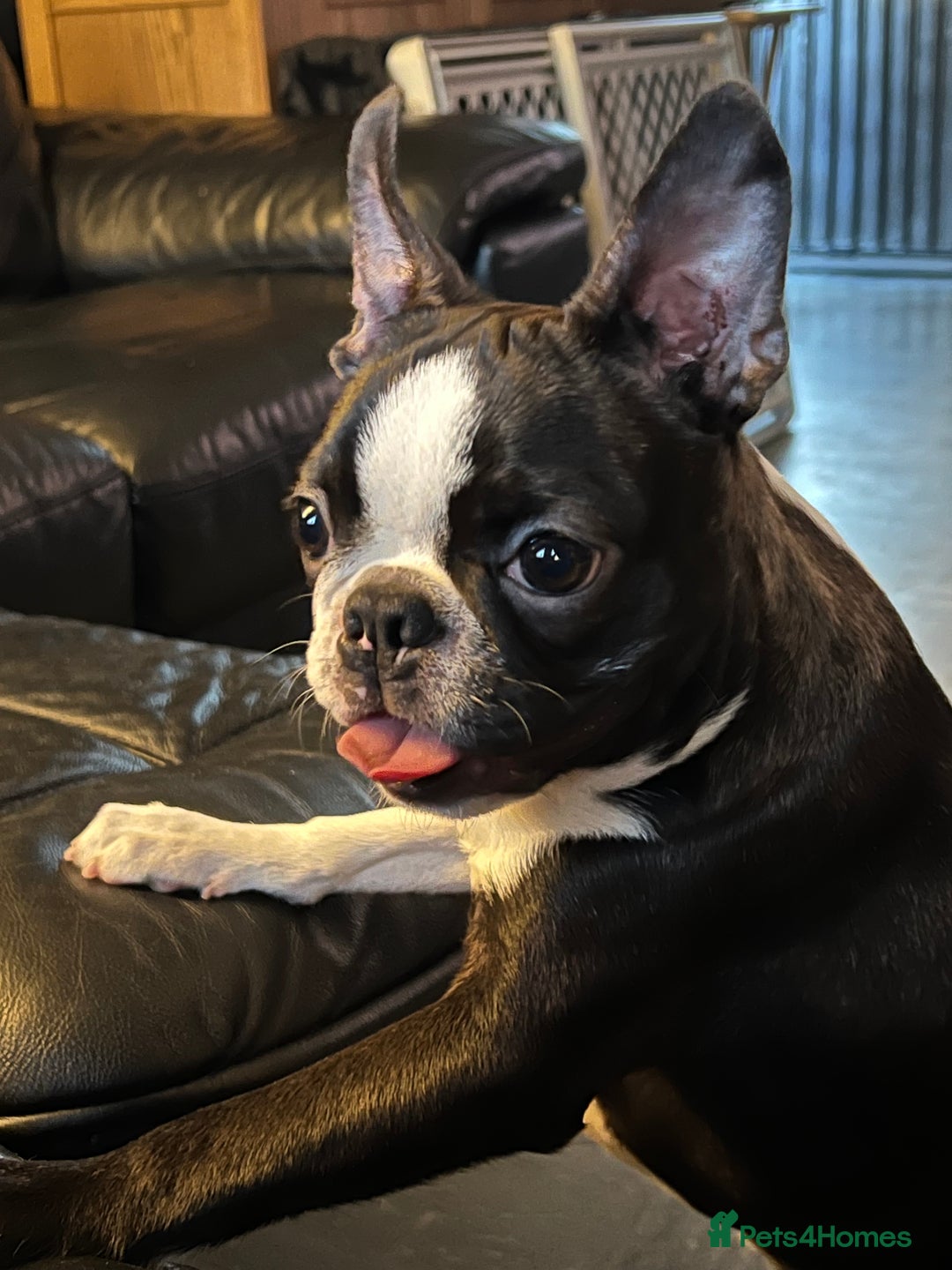 Boston Terrier dogs for sale: Female Boston Terrier - Image 11