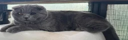 Scottish Fold cats for sale: Scottish Fold class & chinchilla Kittens Available - Advert 12