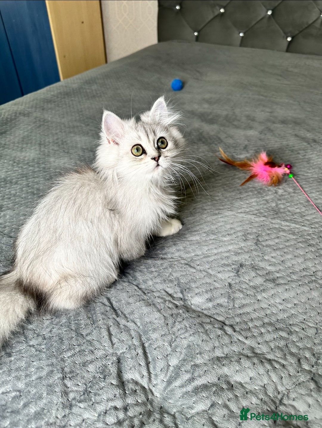 Persian cats for sale: Persian Chinchilla Kittens ready for Loving Homes! - Image 5