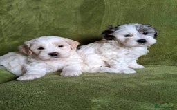 Lhasapoo dogs for sale: Lhasa Apso x Toy Poodle pups. Ready 11.09.25 - Image 16