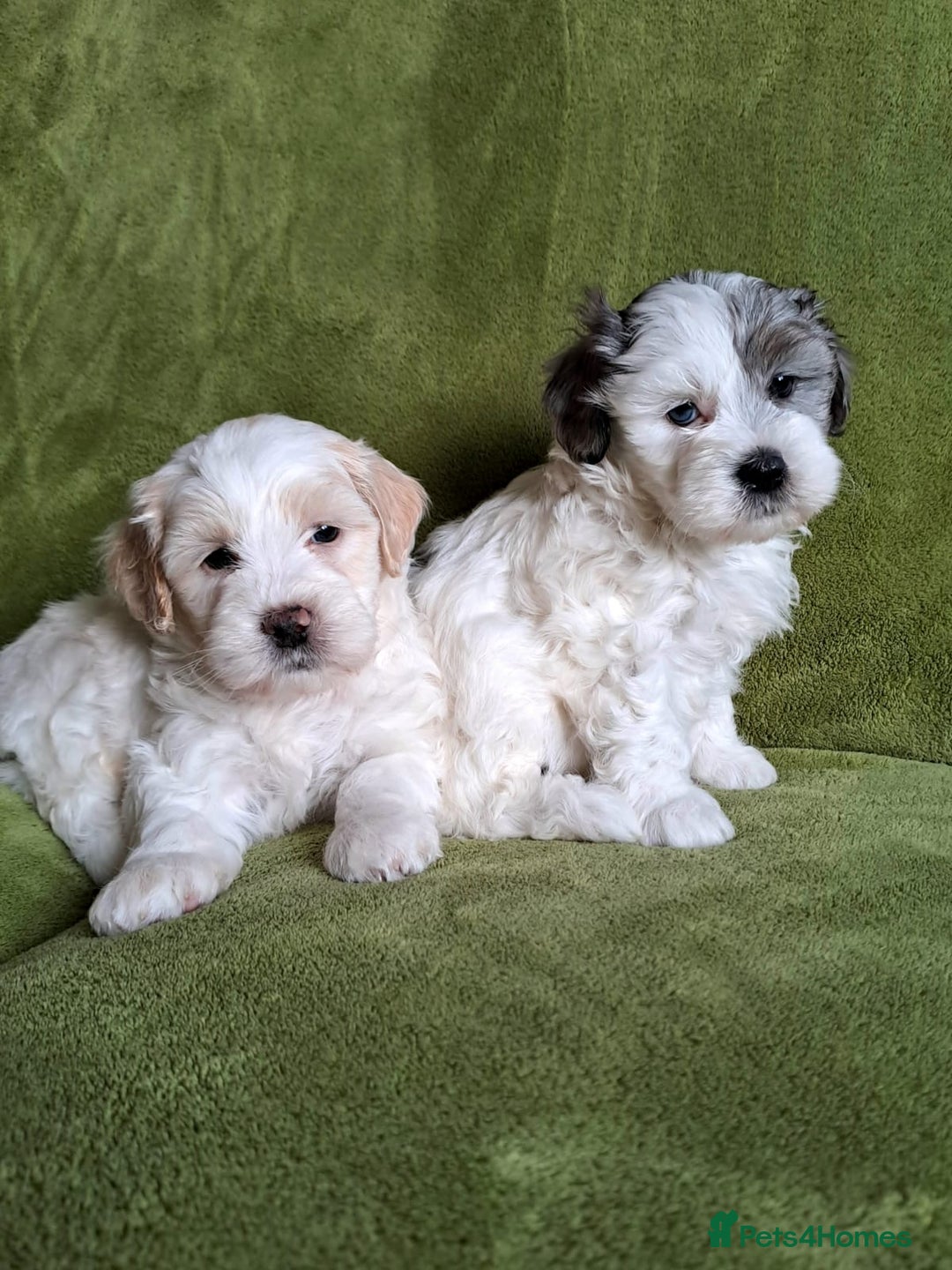 Lhasapoo dogs for sale: Lhasa Apso x Toy Poodle pups. Ready 11.09.25 - Image 16
