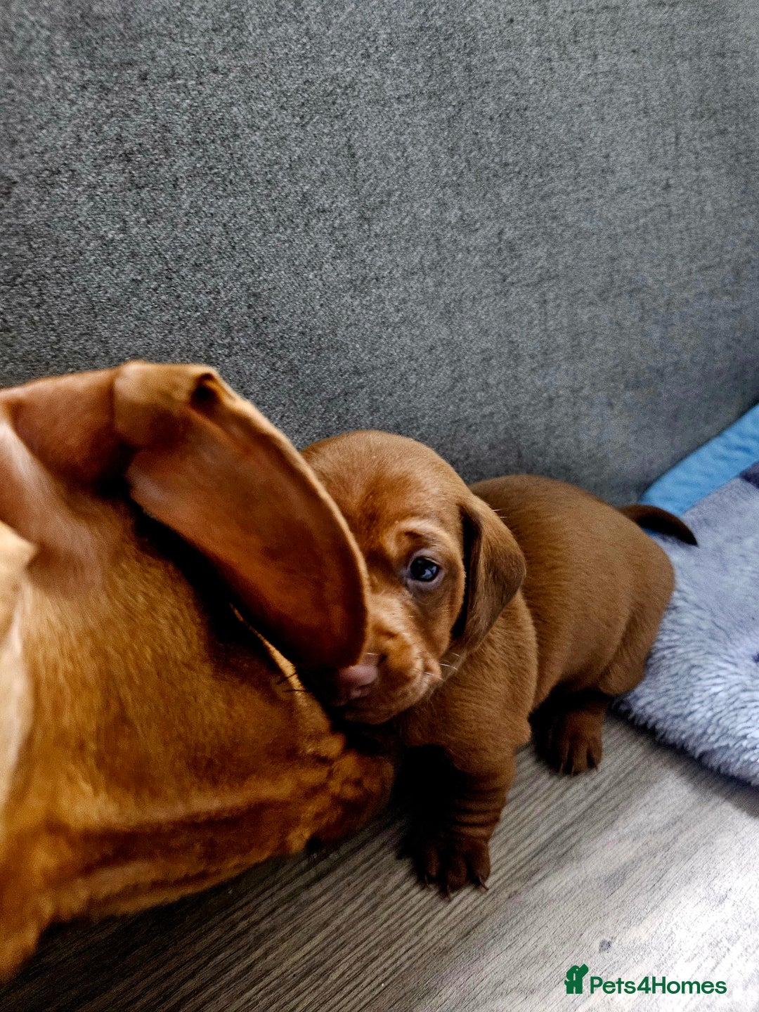 Dachshund dogs for sale: Beautiful Miniature Dachshund - Advert 12