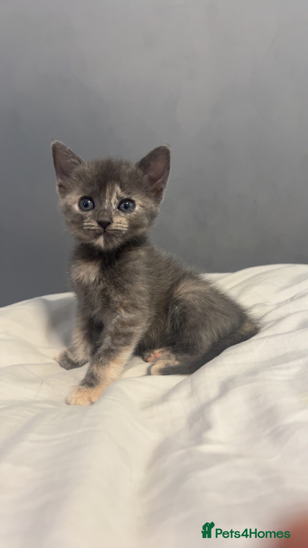 Mixed Breed cats Kittens  - Advert 15