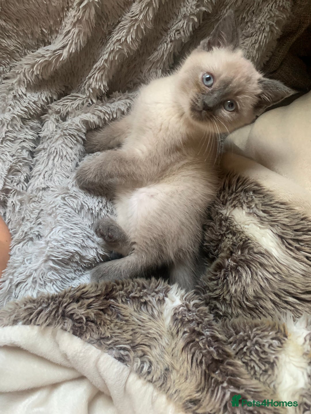 Persian cats for sale: cute 9wk old adorable bundle of joy Persian kitten - Advert 36