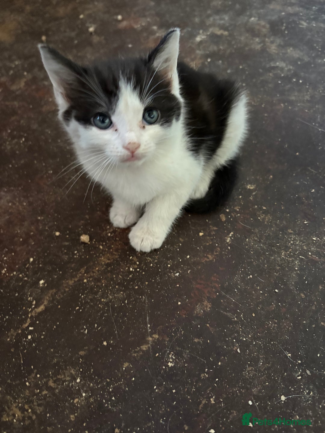 Mixed Breed cats for sale: 5 mixed breed cute kittens  - Image 8