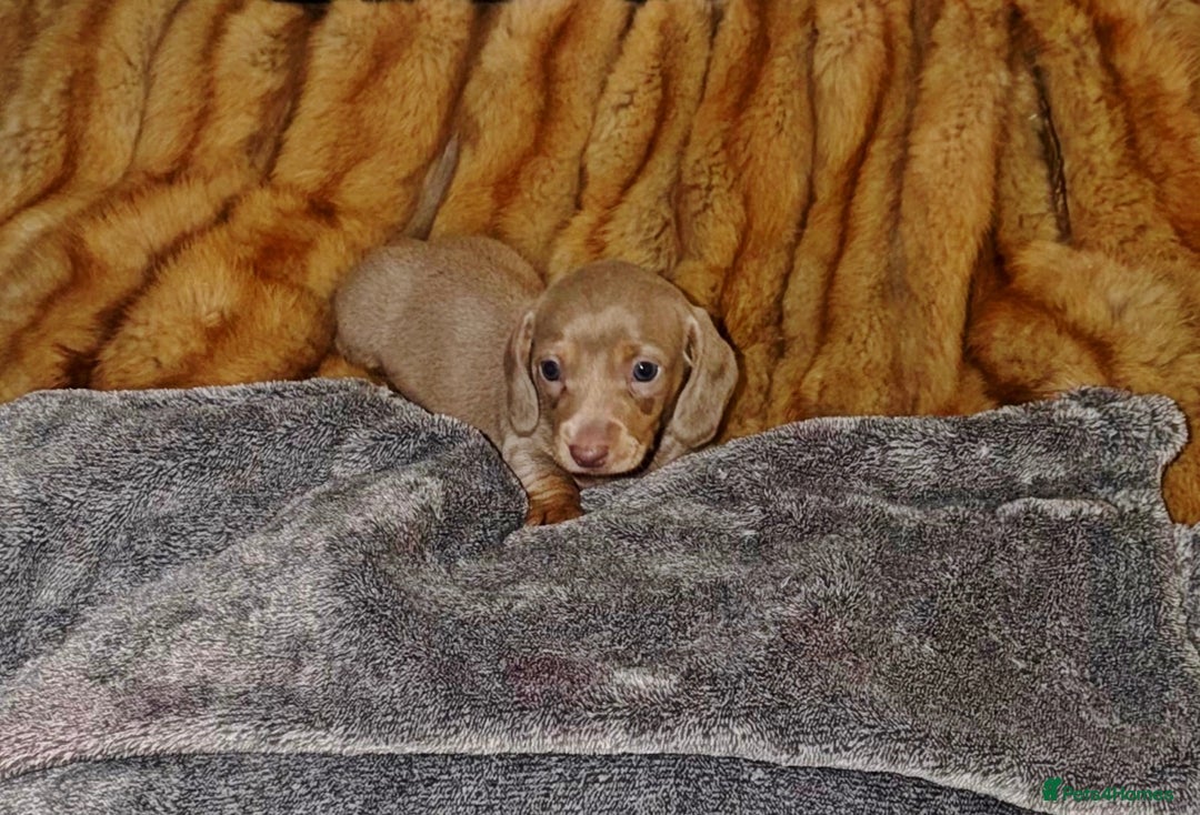 Miniature Dachshund dogs for sale: 💎RARE BREED/RARE BLOODLINE🩸 DACHSHUND PUPS 🐾 💕 - Advert 7