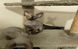 Sphynx cats for sale: 4 female canadian sphynx looking for home - Image 4