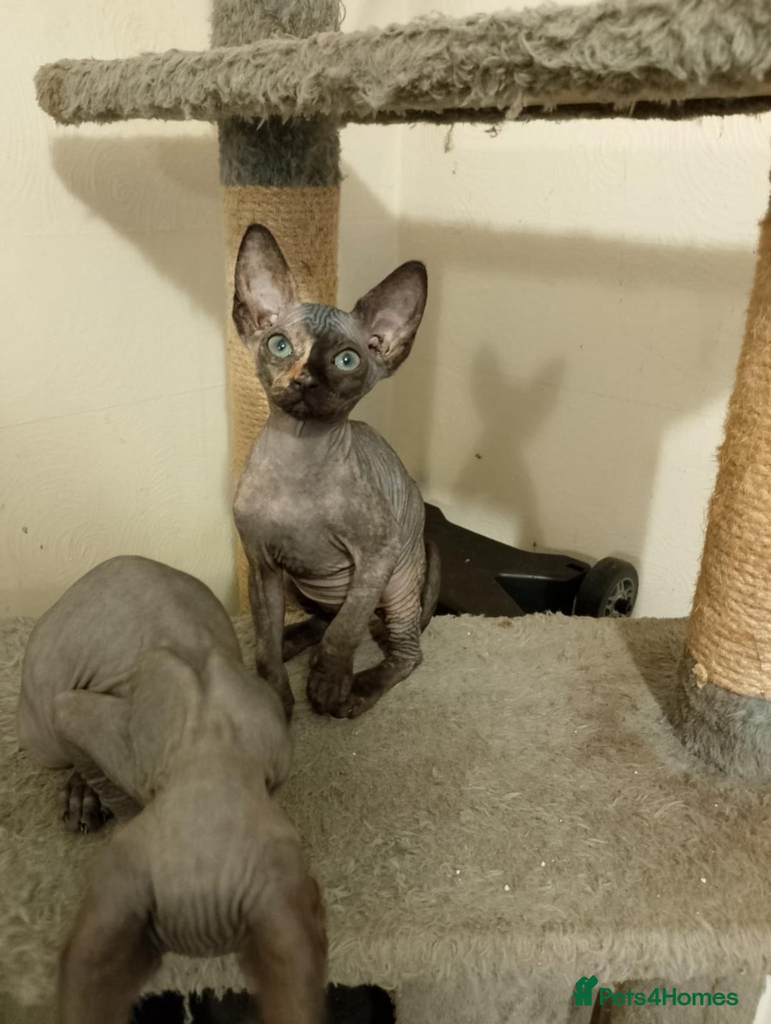 Sphynx cats for sale: 4 female canadian sphynx looking for home - Image 4