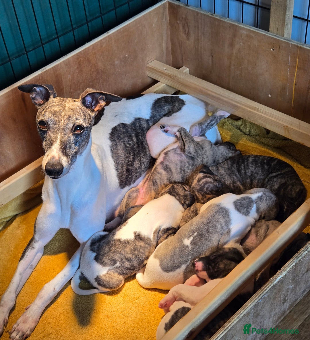Whippet dogs for sale: ✅️ Ready to leave - KC whippets 🧡 - Image 34