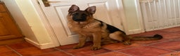 German Shepherd dogs for sale: Outstanding specimen German Shepherd  - Advert 15