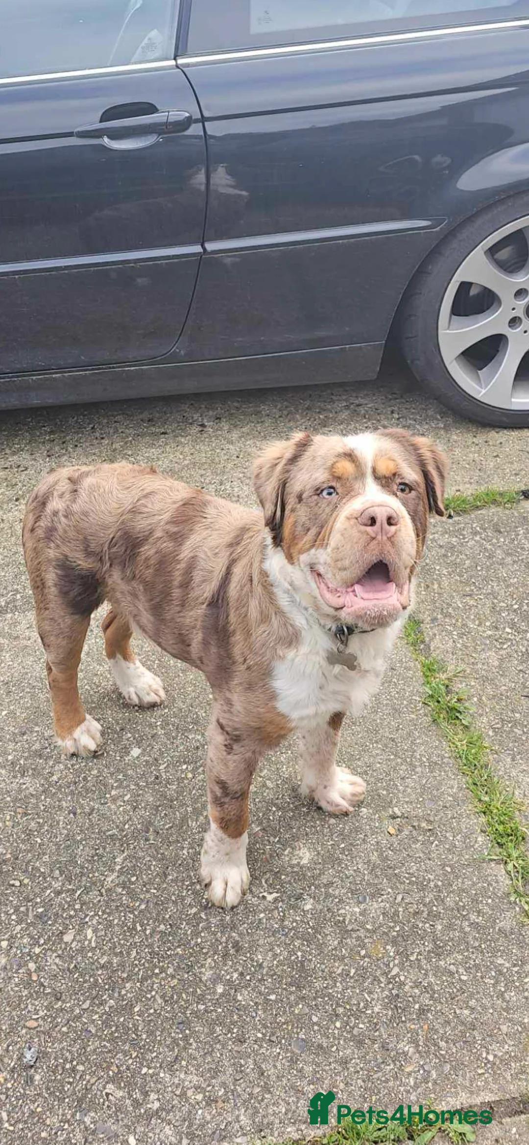 Old Tyme Bulldog dogs for sale: Olde English Fluffy bulldog puppies - Advert 7