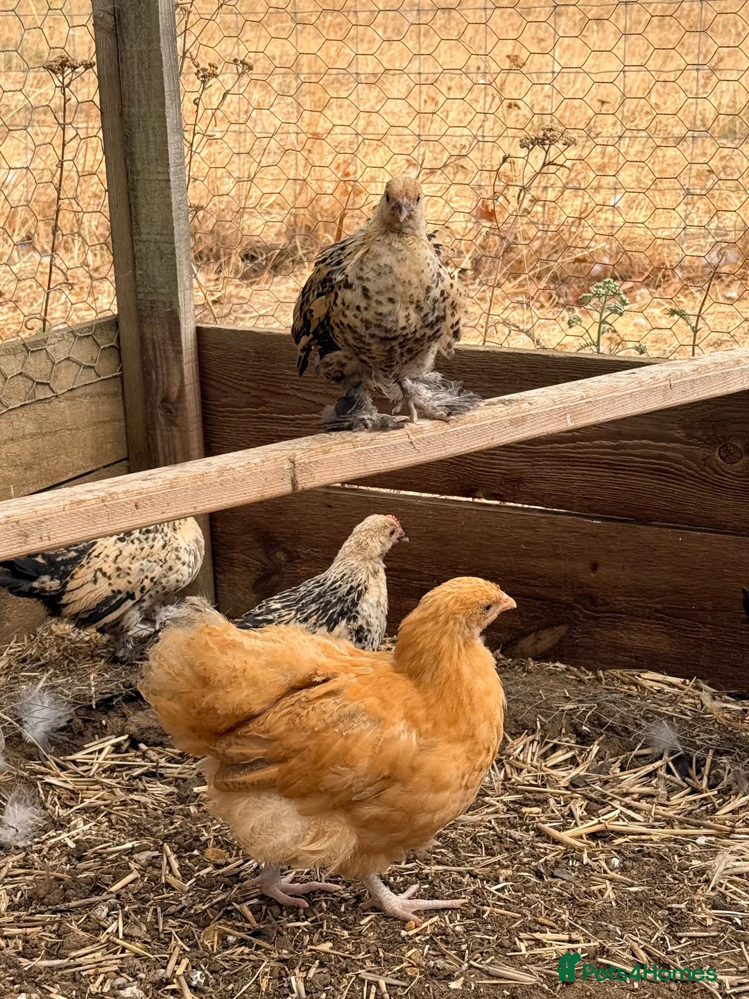 Chickens poultry for sale: Lemon Sablepoots chicks  - Advert 1