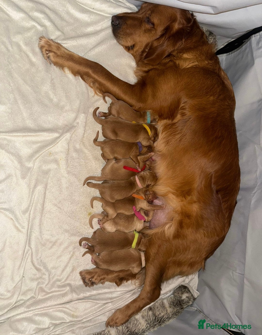 Golden Retriever dogs for sale: KC Registered Championship Line Golden Retrievers - Advert 7