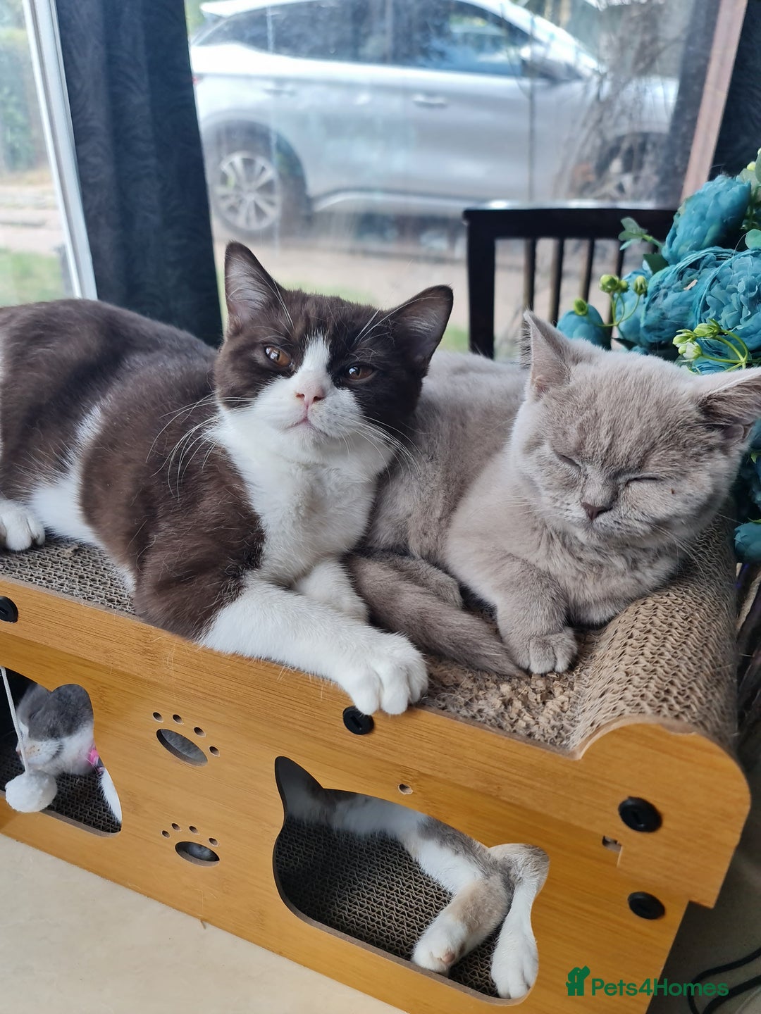 British Shorthair cats for sale: Pure bsh kittens from DNA & genetic tested parents - Image 11