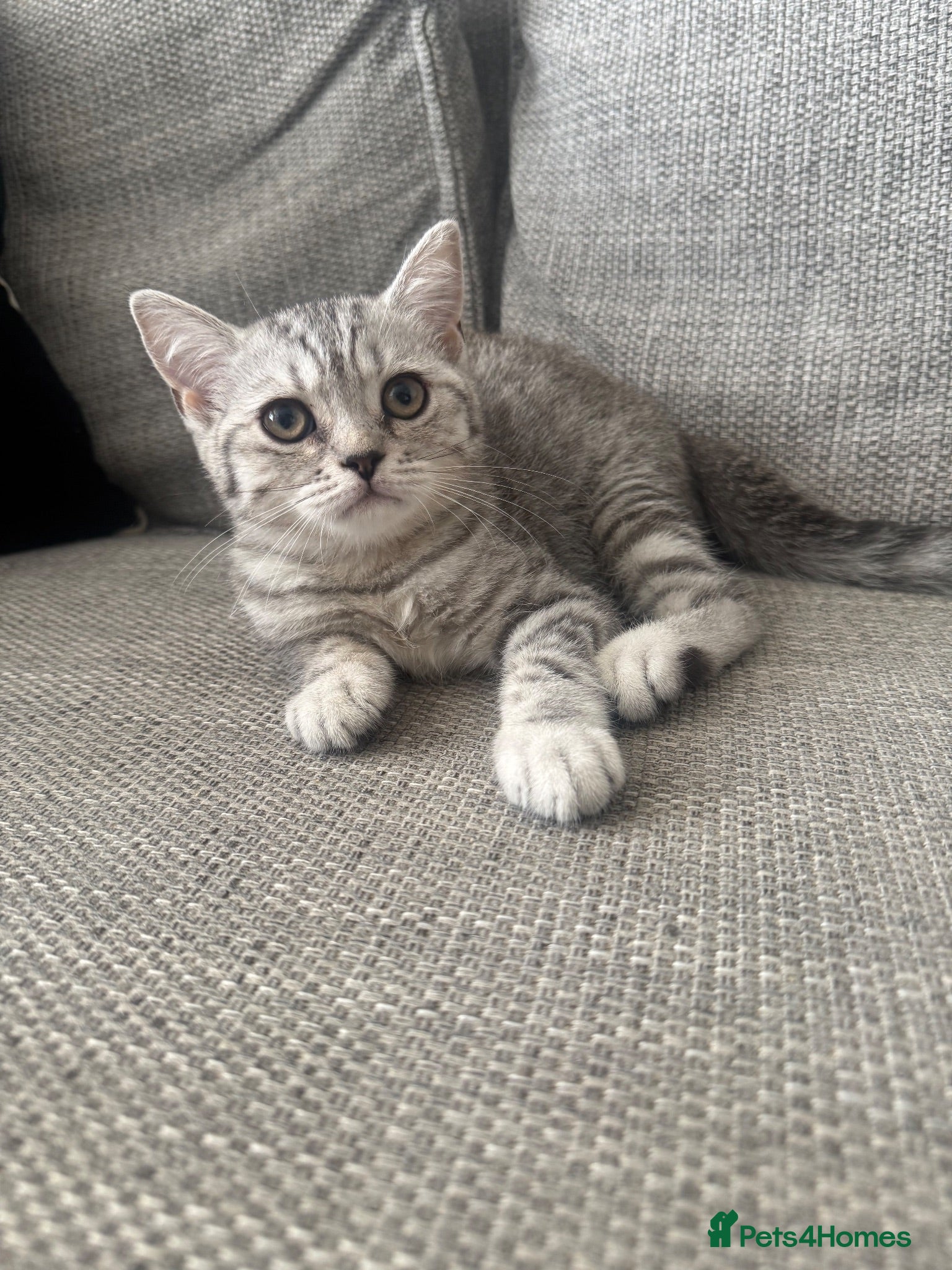 British Shorthair cats for sale: One GCCF BSH girl ready to leave  - Advert 1