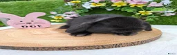 Mini Lop rabbits for sale: Gorgeous mini lops for sale - Advert 5