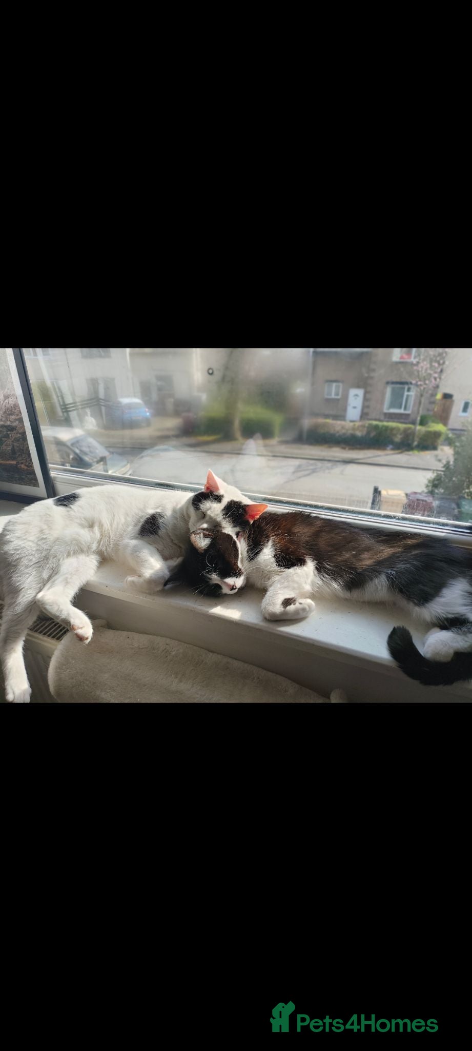 British Shorthair cats Mittsy and Murphy, perfect pair for rehoming  - Advert 3