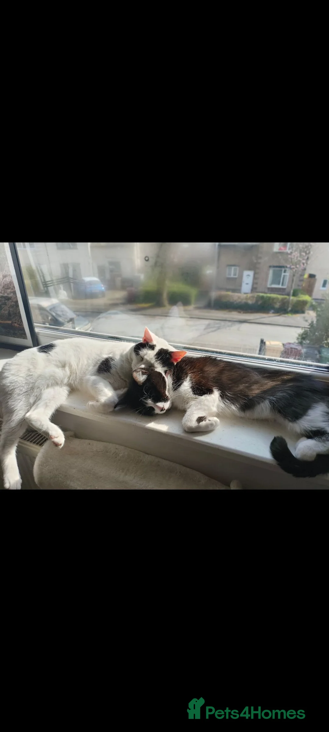 British Shorthair cats for sale: Mittsy and Murphy, perfect pair for rehoming  in Bolton - Advert 1