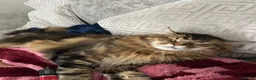 Maine Coon cats for sale: Male Maine coon - Advert 3
