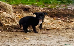 Mixed Breed dogs for sale: Reduce and ready to leave staff x bulldog 3 males - Image 10