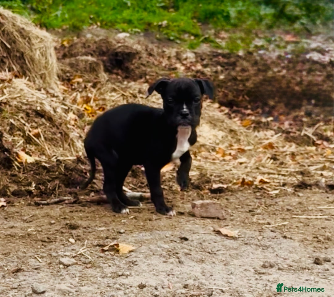 Mixed Breed dogs for sale: Reduce and ready to leave staff x bulldog 3 males - Image 10