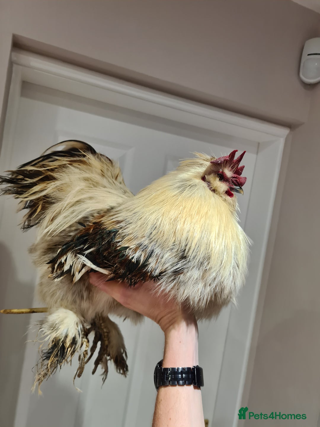 Chickens poultry for sale: Caring rooster - Advert 2