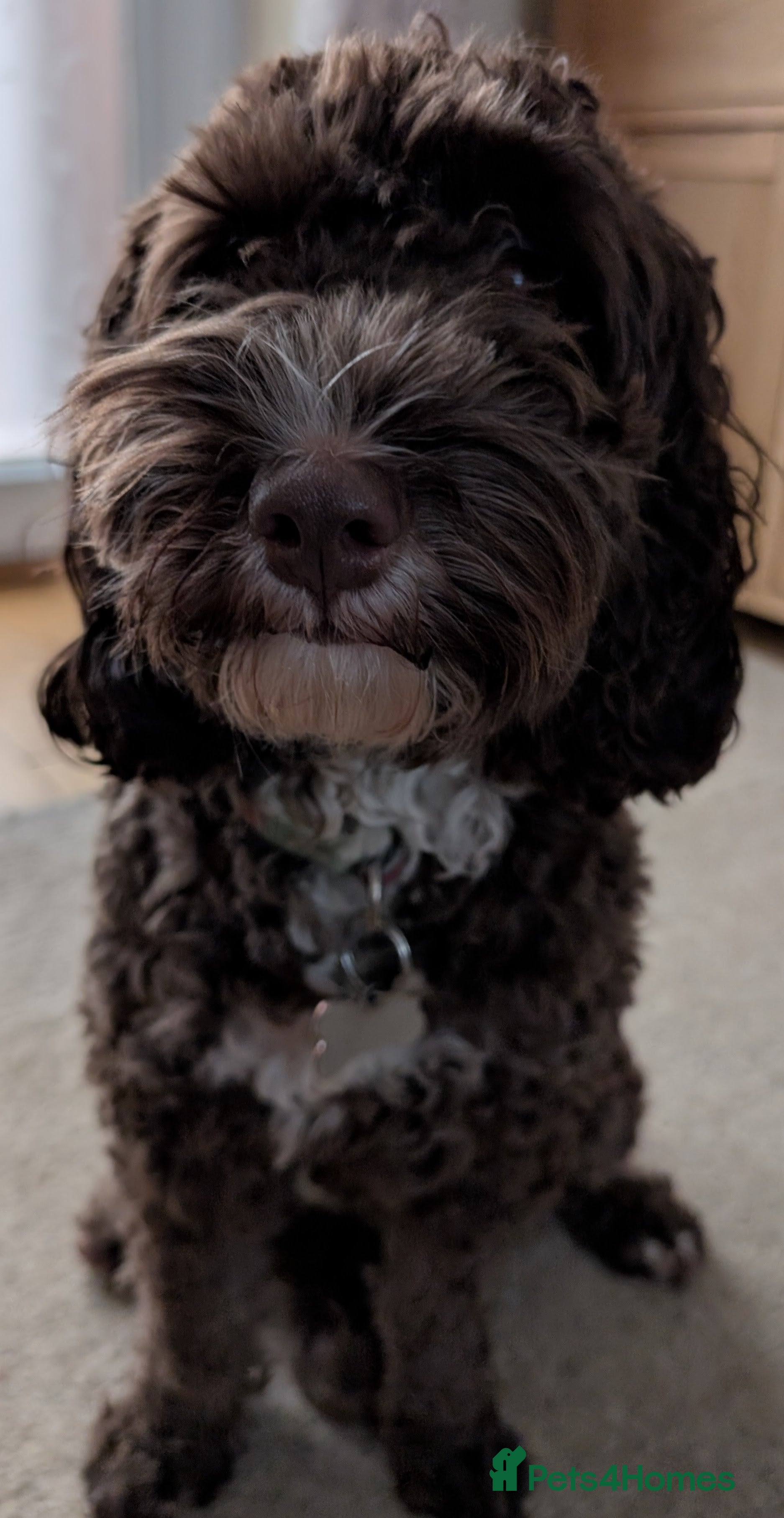 Cockapoo dogs F1b male cockapoo - Advert 2