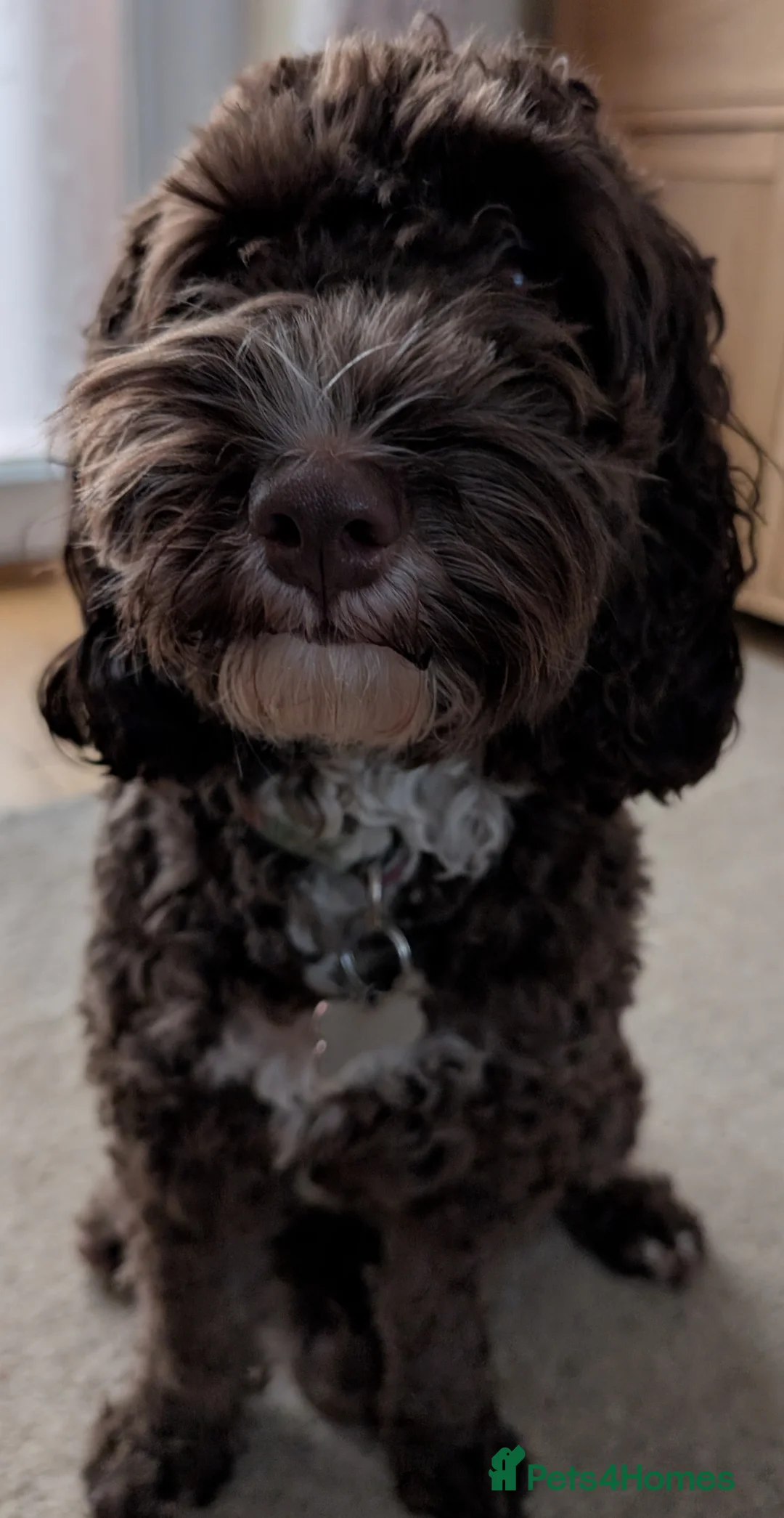 Cockapoo dogs for sale: F1b male cockapoo - Advert 1