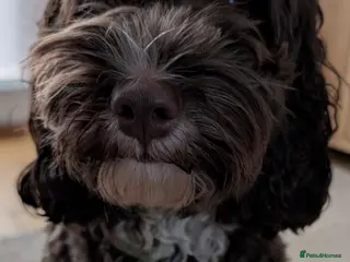 Cockapoo dogs F1b male cockapoo - Advert 8