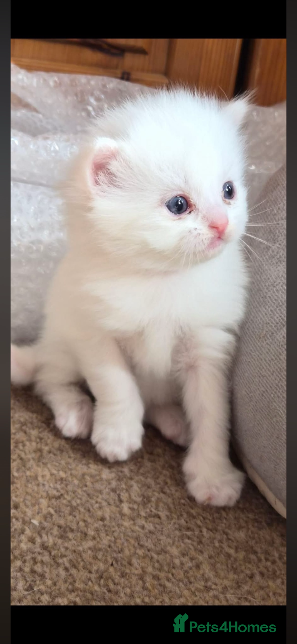 Perdoll cats Beautiful white Perdoll kitten - Advert 2