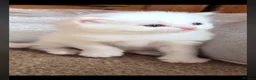 Perdoll cats for sale: Beautiful white Perdoll kitten - Advert 1