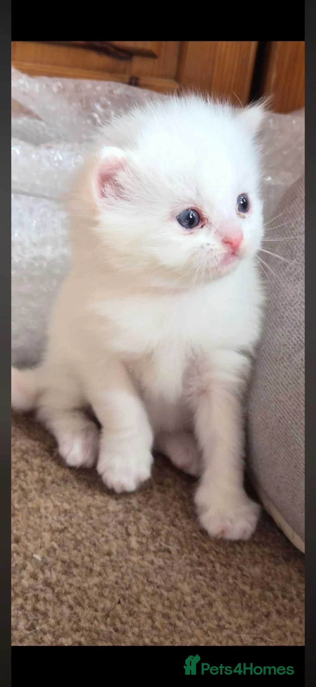Perdoll cats for sale: Beautiful white Perdoll kitten - Advert 1