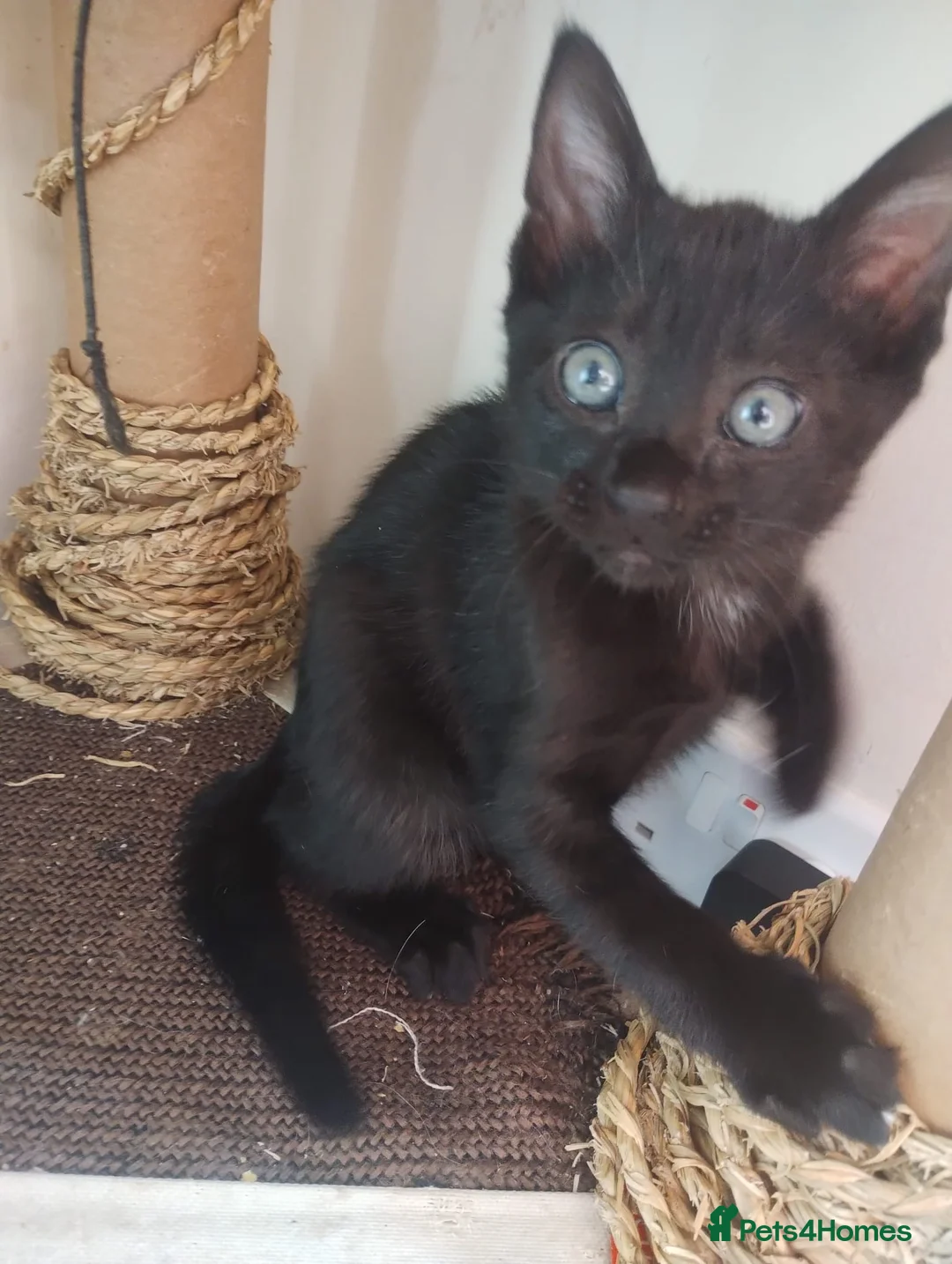 Mixed Breed cats for sale: Bengal/siamese kittens  in Derby - Advert 1