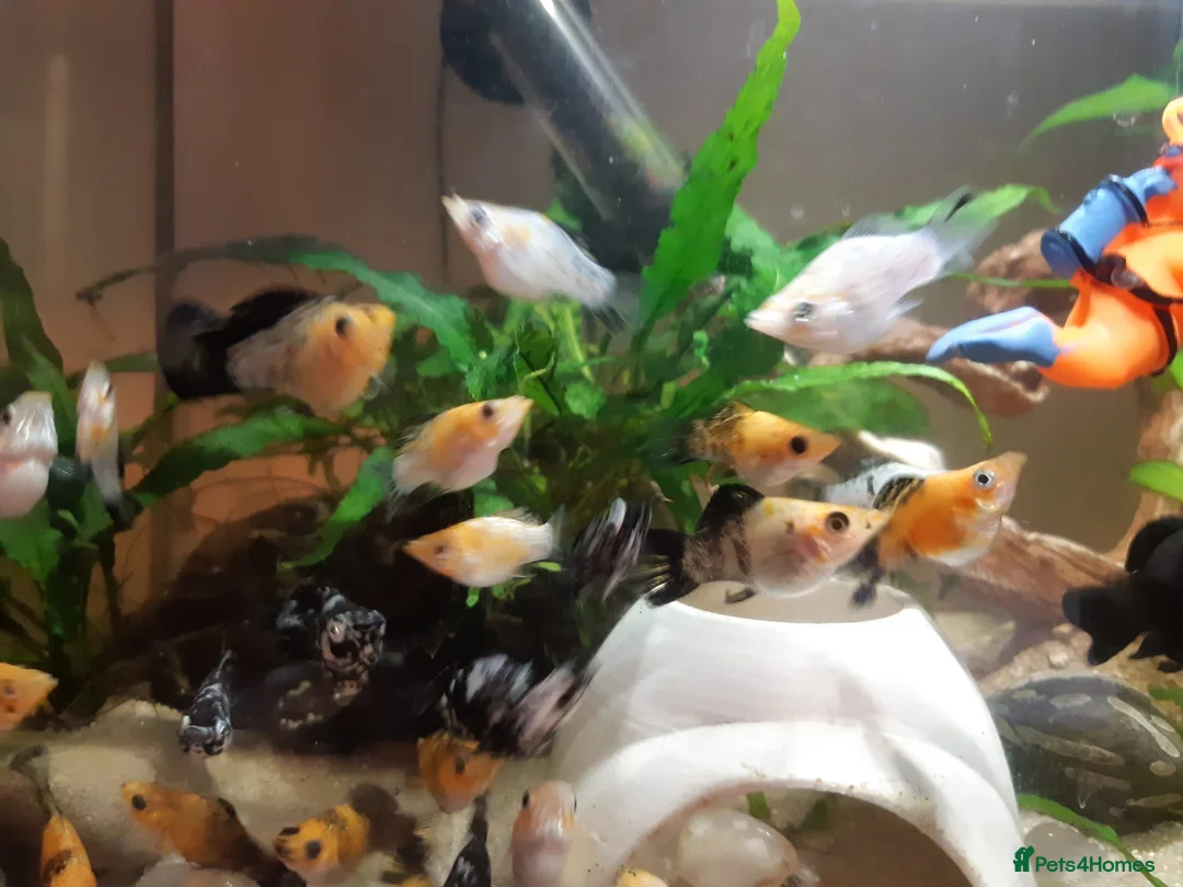 Mollies fish for sale: Balloon Mollies Tropical Fish. Colour Mix.  in Fleet - Advert 1