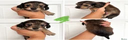 Miniature Dachshund dogs for sale: 4 🤎 Long Haired Cream MINIATURE DACHSHUNDS 🤎 - Advert 4