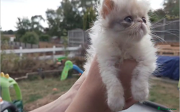 Persian cats for sale: Persian kittens KC Registered with pedigree - Image 8