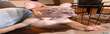 French Bulldog 3