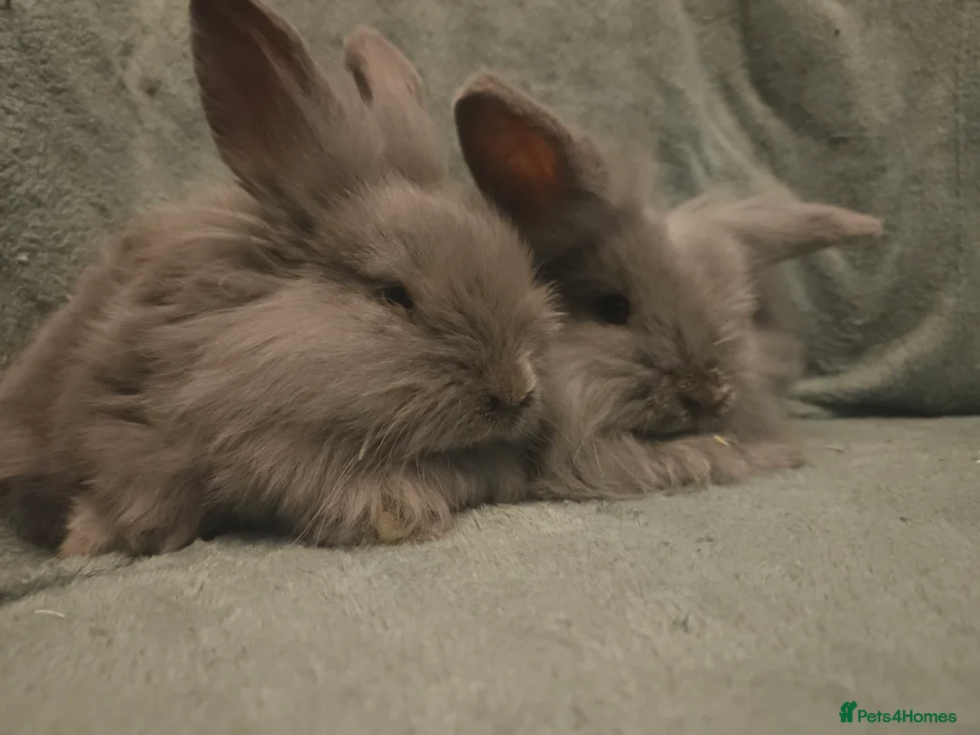 Lionhead rabbits for sale: 9 week old Blue Grey Smokey mini lion lop**2 Left - Advert 2