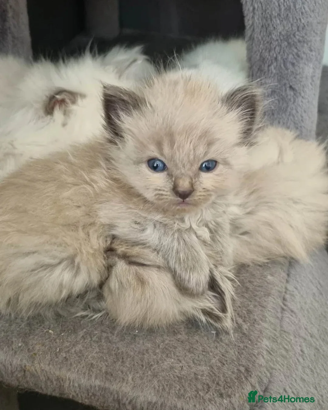 Ragdoll cats for stud: BEAUTIFUL BLUE POINT LARGE STUD RAGDOLL in Preston - Advert 16